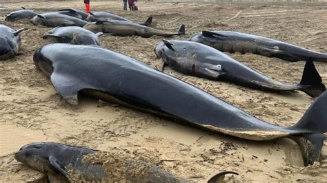 Mueren más de 50 ballenas piloto tras un encallamiento masivo en isla de Escocia